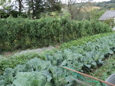 What a Vegetable Garden!