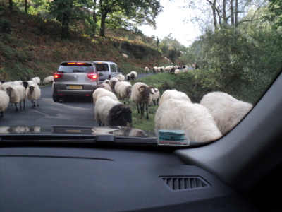 Traffic on a mountain road